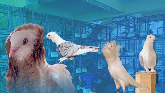 Vijayawada | మ్యూజిక్ వింటూ, మేత తింటూ,పావురాల విలాసవంతమయిన జీవినం | DNN | ABP Desam