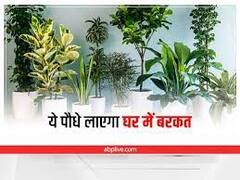 Vastu Tips 2023: नए साल में वास्तु के अनुसार घर पर लगाएं ये पौधे, बढ़ेगा सौभाग्य और धन-धान्य में होगी वृद्धि