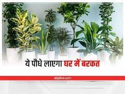 Vastu Tips 2023: नए साल में घर से नकारात्मक ऊर्जा को हटाने और सकारात्मक ऊर्जा का प्रवाह बढ़ाने के लिए वास्तु के अनुसार पौधे लगाएं. इससे दुर्भाग्य दूर होगा सुख-समृद्धि आएगी.
