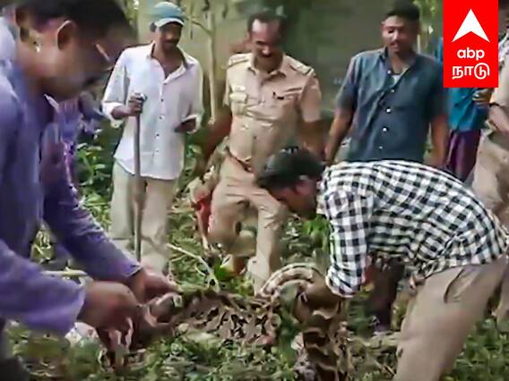 Snake Attack in Thirupattur : விரட்டப்போனபோது விபரீதம்.. காலில் சுற்றிய மலைப்பாம்பு..