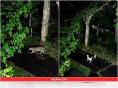 अपनी गली के कुत्ते भी शेर... तेंदुए की हालत खराब करते नजर आए कुत्ते