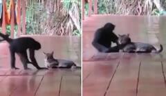 Viral Video: ਬਿੱਲੀ ਨੂੰ ਬੜੇ ਪਿਆਰ ਨਾਲ ਜੱਫੀ ਪਾ ਰਿਹਾ ਹੈ ਬਾਂਦਰ, ਤੁਹਾਡਾ ਦਿਲ ਜਿੱਤ ਲਵੇਗੀ ਇਹ ਵੀਡੀਓ