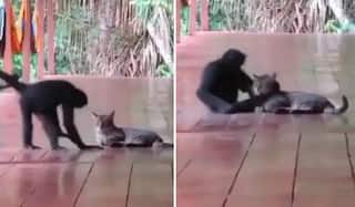 Viral Video: ਬਿੱਲੀ ਨੂੰ ਬੜੇ ਪਿਆਰ ਨਾਲ ਜੱਫੀ ਪਾ ਰਿਹਾ ਹੈ ਬਾਂਦਰ, ਤੁਹਾਡਾ ਦਿਲ ਜਿੱਤ ਲਵੇਗੀ ਇਹ ਵੀਡੀਓ