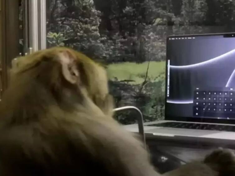 WATCH VIDEO Monkey With Elon Musk Neuralink Brain Implant Demonstrates Ability To Telepathically Communicate WATCH: Monkey With Elon Musk’s Neuralink Implant Shows Ability To Communicate 'Telepathically'