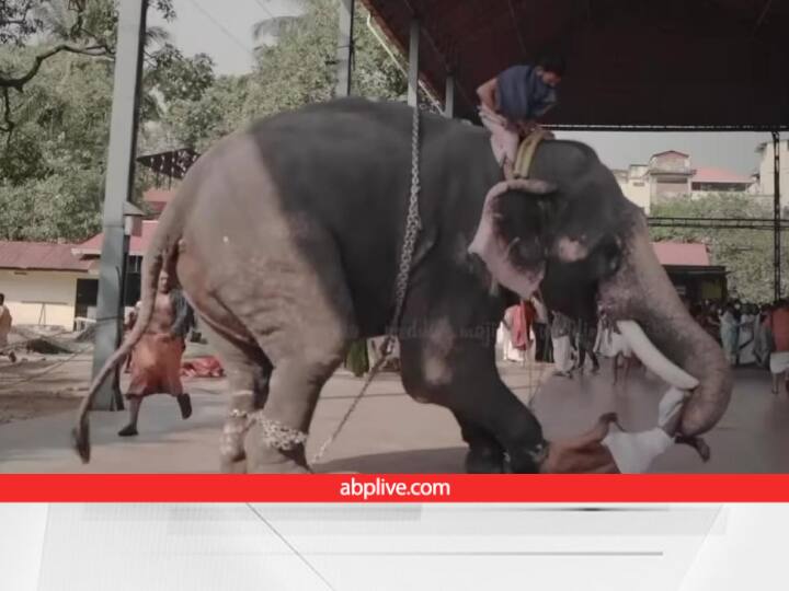 angry elephant attacks on man during Pre Wedding Photoshoot in Kerala Viral Video Pre-Wedding Photoshoot के दौरान आग बबूला हुआ हाथी, गुस्से में आदमी को पटक दिया, Video देखिए