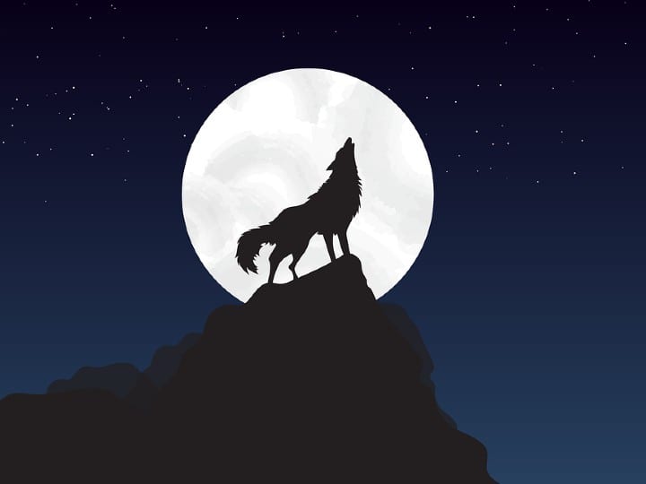What is warewolf bhediya is warewolf real some incident of warewolf क्या सही में चांद को देखकर गुर्राते हैं भेड़िया? ऐसी तस्वीर तो आपने देखी होगी, आज जानिए उसकी सच्चाई