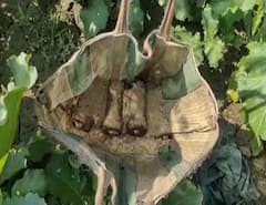 পঞ্চায়েত ভোটের আগে ফের চাঞ্চল্য, খেত থেকে উদ্ধার একাধিক সকেট বোমা