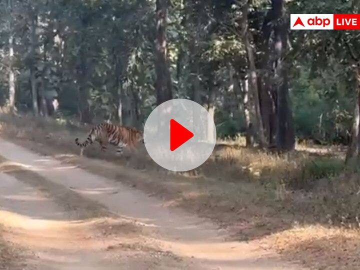 raveena tandon Seoni Pench Tiger Reserve advice on responsible tourism controversy in MP ANN Seoni News: आखिर रवीना विवाद का पेंच टाइगर रिजर्व से क्या है ताल्लुक? दी जिम्मेदार पर्यटन होने की नसीहत