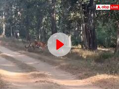 सिवनी: आखिर रवीना विवाद का पेंच टाइगर रिजर्व से क्या है ताल्लुक? दी जिम्मेदार पर्यटन होने की नसीहत