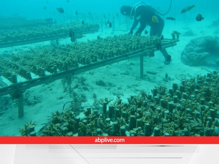 Indonesian Sea Nomads Bajau Community lived upon water Farming seasfood for livelihood Oceanic Farming: समंदर पर बसा ये गांव, पानी के अंदर हो रही खेती... क्यों इन लोगों को जमीन भी नसीब नहीं