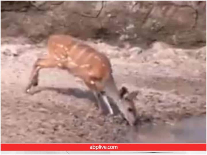 deer jumps away from deadly jaws of crocodile in viral video Video: पानी पीते समय बिजली की तरह आई मौत, तेजी से उछल कर मगरमच्छ के हमले से बची हिरण