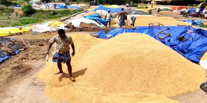 புதுக்கோட்டை: நெல் மணிகளை பாதுகாக்க தானிய கிடங்கு அமைக்க வேண்டும் - விவசாயிகள் கோரிக்கை