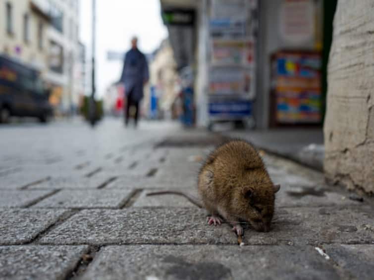 Rat Attack New York City Mayor Wants To Hire Rodent Mitigation Director For $170,000 Rat Attack: New York City Mayor Wants To Hire Rodent Mitigation Director For $170,000