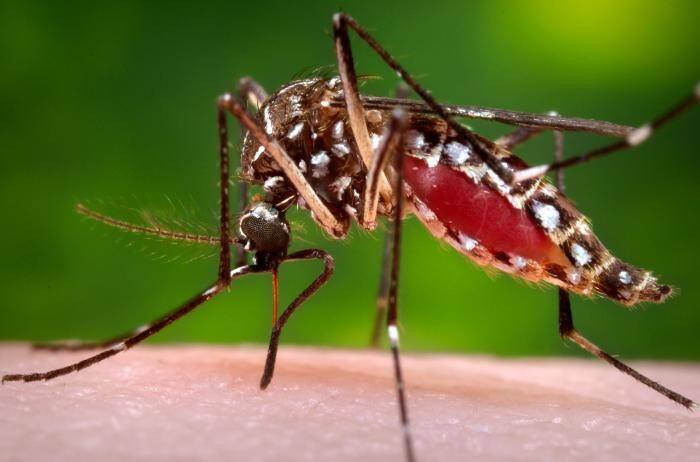 Dengue vaccine will have to wait for at least three years Vaccine : ડેન્ગ્યૂ બીજી વખત થવું છે વધુ ઘાતક, જાણો વેક્સિન બનાવવા માટે ક્યાં છે પડકારો