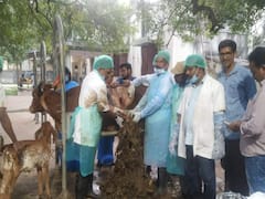 Madurai: 4 மணி நேர அறுவை சிகிச்சை: பசுமாட்டின் வயிற்றில் இருந்த 65 கிலோ ப்ளாஸ்டிக், துணிக்கழிவுகள் அகற்றம்!