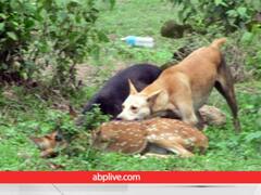 दिल्ली के चिड़ियाघर में आवारा कुत्तों का आतंक, तीन हिरणों का बनाया शिकार, जांच के आदेश