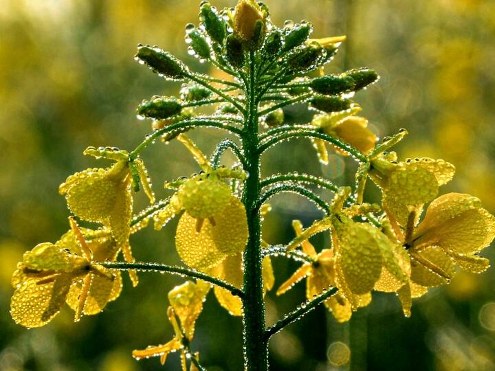 Cold will shiver in Madhya Pradesh in December Jabalpur and Gwalior will experience minimum Temperature ANN MP Weather Forecast: मध्य प्रदेश में दिसंबर में कंपकंपाएगी ठंड, जबलपुर और ग्वालियर में सबसे अधिक पड़ेगी सर्दी, जानिए दूसरे शहरों का हाल