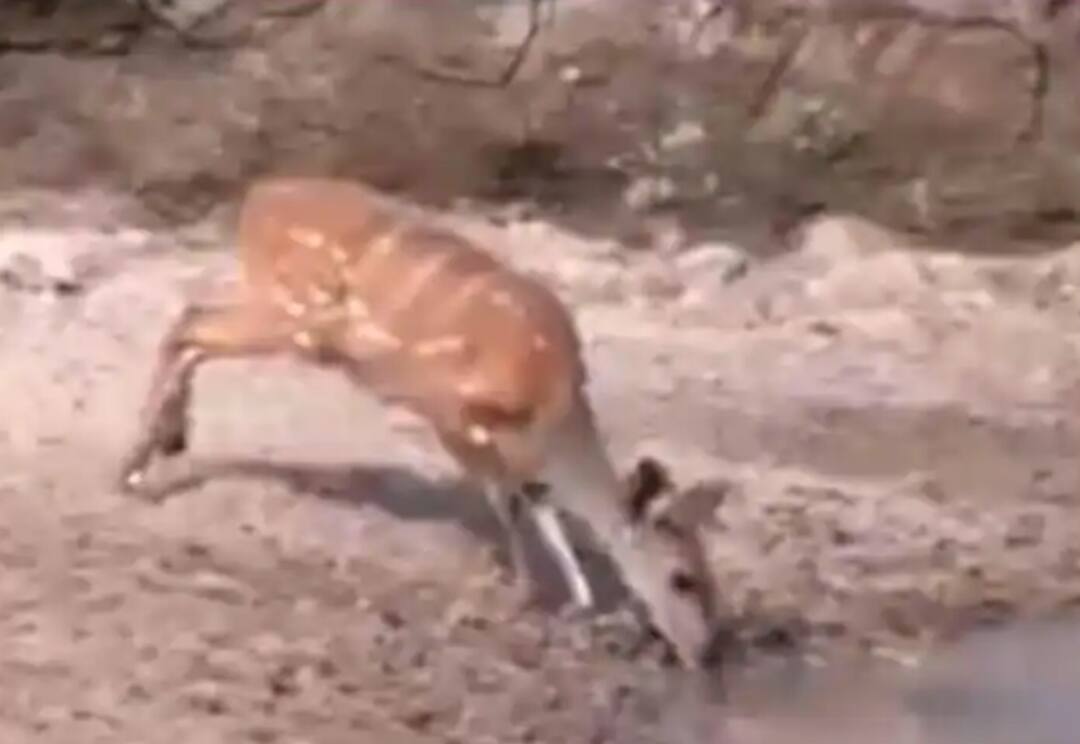 ਪਾਣੀ ਪੀਂਦਿਆਂ ਬਿਜਲੀ ਵਾਂਗ ਆਈ ਮੌਤ, ਤੇਜ਼ ਛਾਲ ਮਾਰ ਕੇ ਮਗਰਮੱਛ ਦੇ ਹਮਲੇ ਤੋਂ ਬਚਿਆ ਹਿਰਨ deer jumps away from deadly jaws of crocodile in viral video ਪਾਣੀ ਪੀਂਦਿਆਂ ਬਿਜਲੀ ਵਾਂਗ ਆਈ ਮੌਤ, ਤੇਜ਼ ਛਾਲ ਮਾਰ ਕੇ ਮਗਰਮੱਛ ਦੇ ਹਮਲੇ ਤੋਂ ਬਚਿਆ ਹਿਰਨ