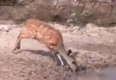 ਪਾਣੀ ਪੀਂਦਿਆਂ ਬਿਜਲੀ ਵਾਂਗ ਆਈ ਮੌਤ, ਤੇਜ਼ ਛਾਲ ਮਾਰ ਕੇ ਮਗਰਮੱਛ ਦੇ ਹਮਲੇ ਤੋਂ ਬਚਿਆ ਹਿਰਨ