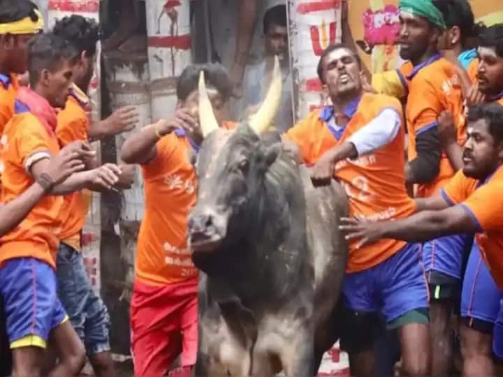 'Can State Allow Jallikattu Based On Its Perception Of Cultural Rights', SC Asks TN Govt 'Can State Allow Jallikattu Based On Its Perception Of Cultural Rights', SC Asks TN Govt