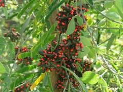 గురివింద మొక్క నాగుపాము కంటే డేంజర్ అంటే నమ్ముతారా!