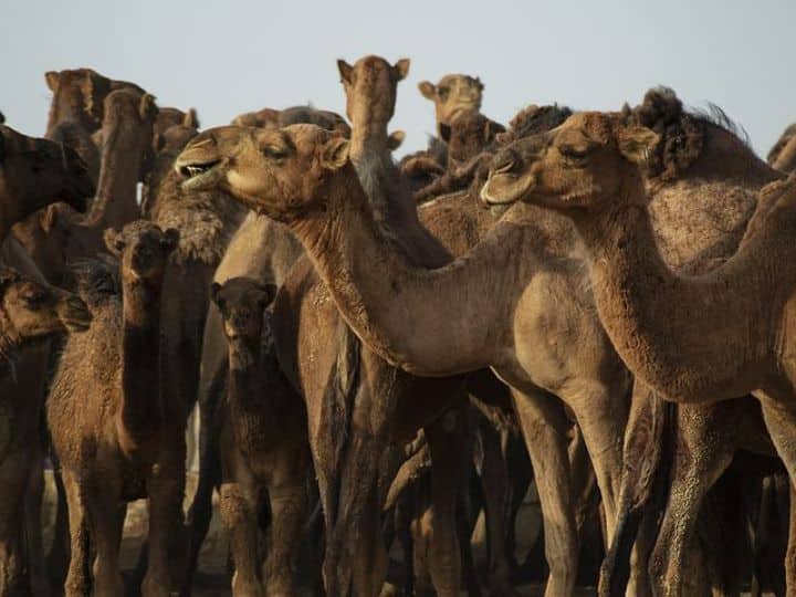 FIFA World poses threat of spreading camel flu to the world अब ये Camel Flu क्या है? FIFA World Cup पर भी उसका खौफ दिख रहा है