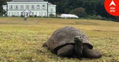 World Oldest Tortoise: 190 ਸਾਲਾਂ ਦਾ ਹੋਇਆ ਦੁਨੀਆ ਦਾ ਸਭ ਤੋਂ ਪੁਰਾਣਾ ਕੱਛੂ, ਖ਼ਾਸ ਤਰੀਕੇ ਨਾਲ ਮਨਾਇਆ ਜਨਮਦਿਨ