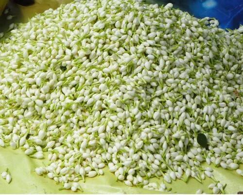 கன்னியாகுமரியில் இன்று ஒரு கிலோ மல்லிகைப் பூ ரூபாய் 5 ஆயிரத்துக்கு விற்பனை செய்யப்படுகிறது