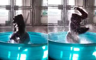 ਬਾਥਟਬ 'ਚ ਗੋਰੀਲਾ ਨੇ ਕੀਤਾ ਡਾਂਸ, ਵੀਡੀਓ ਦੇਖ ਕੇ ਹੱਸ-ਹੱਸ ਕਮਲੇ ਹੋ ਜਾਵੋਗੇ