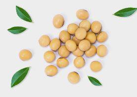 आठवडाभरात सोयाबीनच्या दरात 900 रुपयांची घसरण