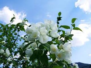jasmine flower bordering gold..! Selling at Rs 5,000 per kg Where and how much தங்கத்துக்கு நிகராக  மல்லிகைப் பூ..!  கிலோ ரூ 5,000க்கு விற்பனை அதிரடி விலை உயர்வு..! காரணம் என்ன?