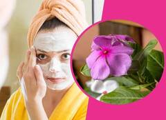 Skin Care Tips: વધતી ઉંમરની અસરને ઓછી કરવા માટે આ રીતે કરો બારમાસીના ફુલનું ફેસ પેક, ત્વચા પર આવશે નિખાર
