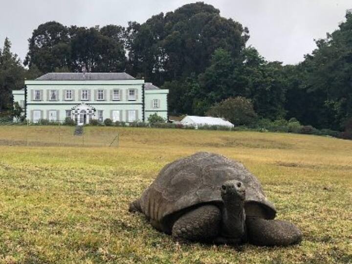 World Oldest Tortoise: 190 साल का हुआ दुनिया का सबसे पुराना कछुआ जोनाथन, धूमधाम से मनाया जा रहा बर्थडे