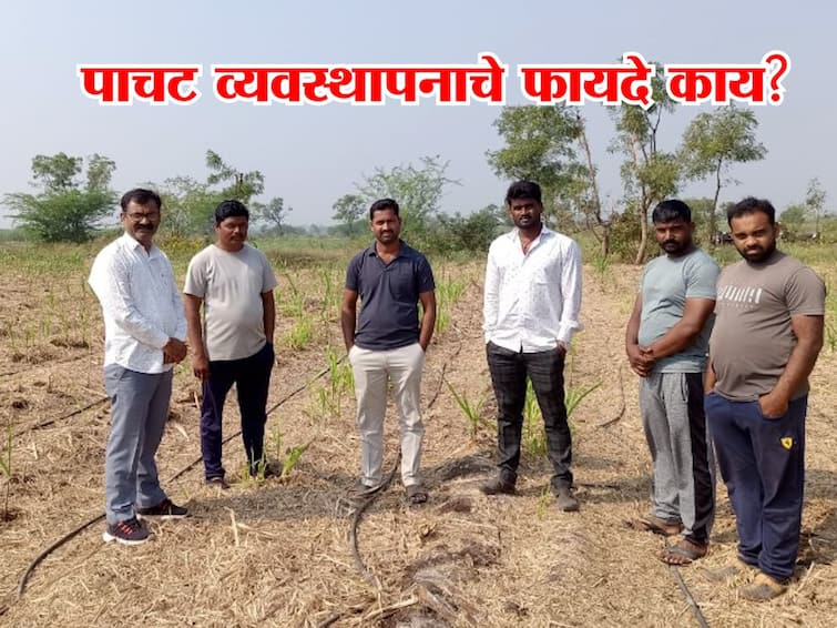 Sugarcane News Pune Advice of Pune Agriculture Department to sugarcane farmers how to improve soil health  Sugarcane News : ऊसाचे पाचट जाळू नका, कृषी विभागाचं शेतकऱ्यांना आवाहन, वाचा काय आहेत फायदे?