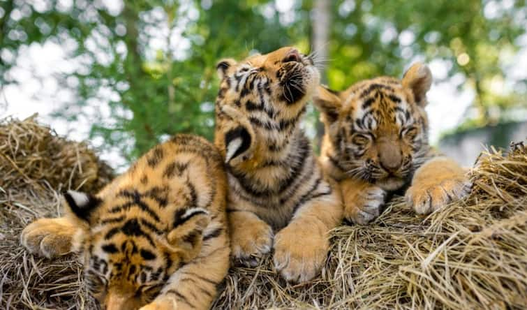 DNA test will confirm the identity of the mother of four dead tiger cubs found in Chandrapur forest Chandrapur : चंद्रपुरात वाघाच्या 4 बछड्यांचा मृत्यू, डीएनए चाचणीद्वारे पटवणार वाघिणीची ओळख