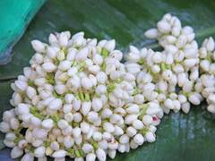 தங்கத்தினை தாண்டிய மல்லி விலை.. ஒரு கிலோ ரூ.5,500க்கு விற்பனை..!