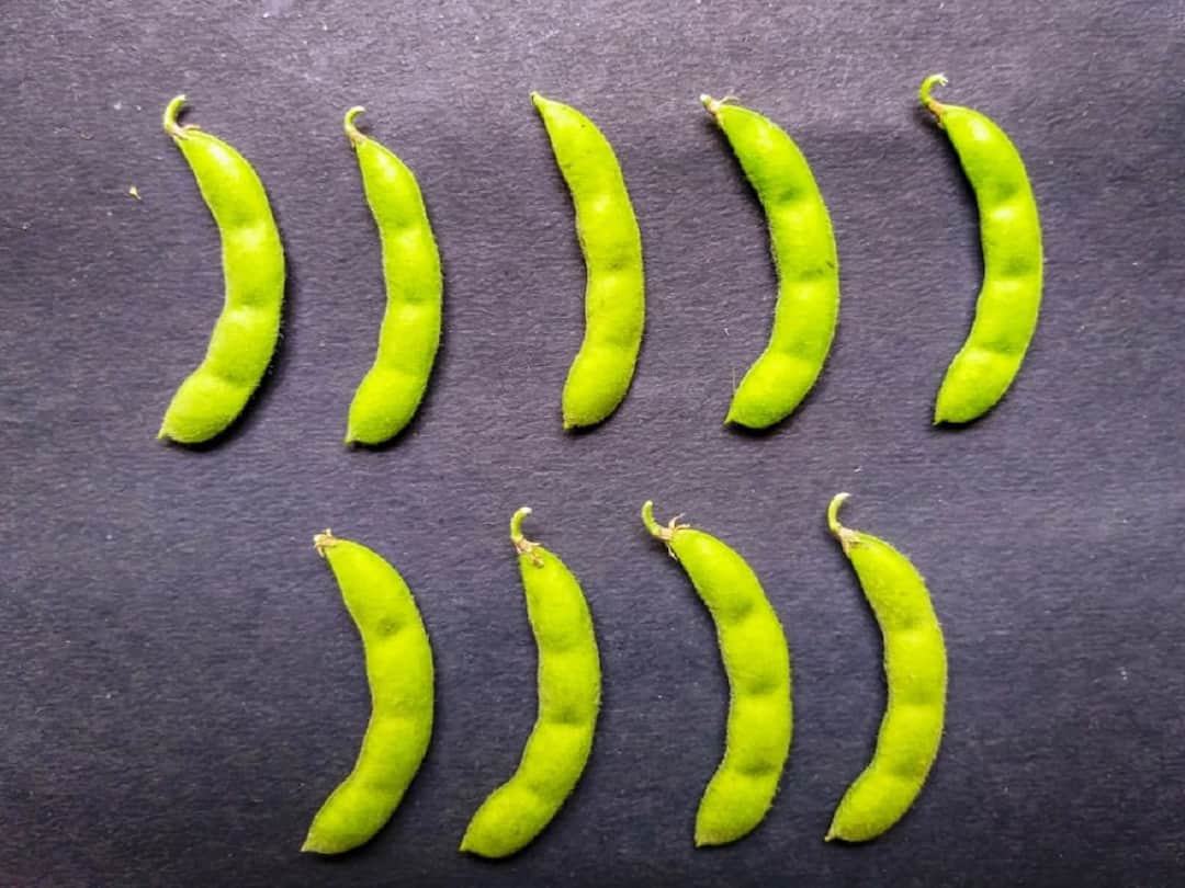 Agriculture News: मराठवाडा कृषी विद्यापीठाच्या करडई, तूर आणि सोयाबीनच्या वाणास राष्ट्रीय मान्यता National recognition of Safflower, tur and soybean varieties developed by Vasantrao Naik Marathwada Agricultural University Agriculture News: मराठवाडा कृषी विद्यापीठाच्या करडई, तूर आणि सोयाबीनच्या वाणास राष्ट्रीय मान्यता