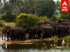 Elephant herd roams in Hosur : கும்பலாகச் சுற்றும் யானைகள்.. காட்டுக்குள் அனுப்ப போராடும் வனத்துறை