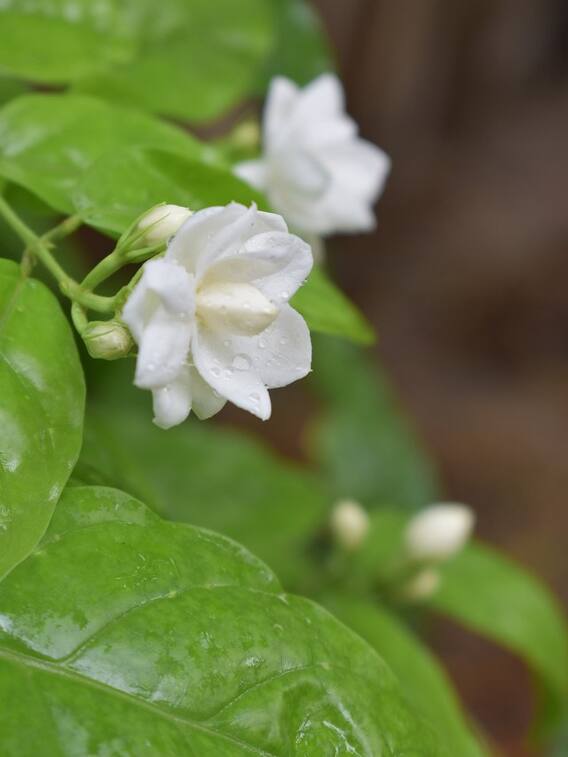 அடேங்கப்பா... தங்கத்தினை தாண்டிய மல்லிகை; மதுரை மல்லி ஒரு கிலோ 5,500க்கு விற்பனை..!