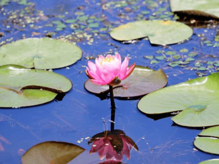 Does lotus flower really give relief from stress, know how to use it क्या सच में स्ट्रेस में दवा का काम करता है कमल का फूल, जानिए कैसे करना है इस्तेमाल