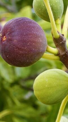 वजन कमी करण्याबरोबरच शरीरासाठीही अंजीर गुणकारी; वाचा फायदे