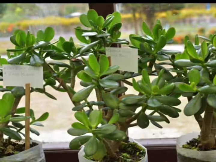 Air Purifying Plant: एयर प्यूरीफायर खरीदने की क्या जरूरत? इन 6 पौधों से प्राकृतिक रूप से हवा हो जाएगी शुद्ध