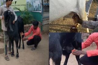 Weird: ਇੱਥੇ ਬੱਕਰੇ ਵੀ ਦੇ ਰਹੇ ਹਨ ਦੁੱਧ, ਕੀਮਤ ਸੁਣ ਕੇ ਰਹਿ ਜਾਓਗੇ ਹੈਰਾਨ