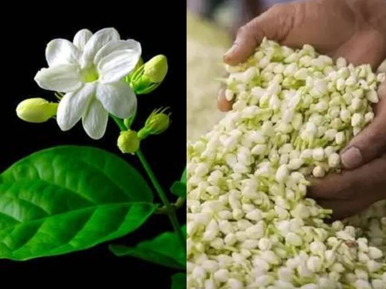 Chennai: one kg of jasmine flowers is sold at Rs.2000 in Koyambedu Flower Market Karthigai Deepam : கார்த்திகை தீபம், முகூர்த்த நாள்.. தங்கம்போல உயர்ந்த மல்லிகைப்பூ விலை.. எவ்ளோ தெரியுமா?