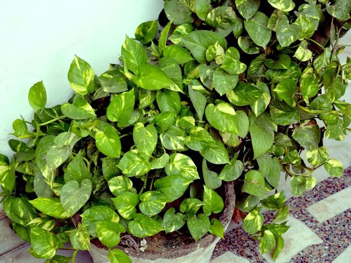 Air Purifying Plant: एयर प्यूरीफायर खरीदने की क्या जरूरत? इन 6 पौधों से प्राकृतिक रूप से हवा हो जाएगी शुद्ध