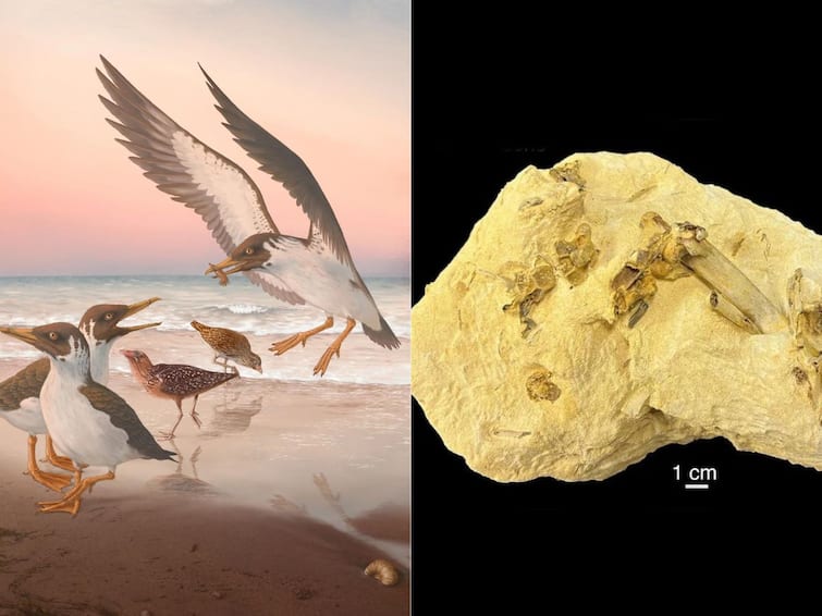 Fossil Of Avian Skeleton Upends Century-Long Assumptions About Origin Of Modern Birds: Study Fossil Of Avian Skeleton Upends Century-Long Assumptions About Origin Of Modern Birds: Study