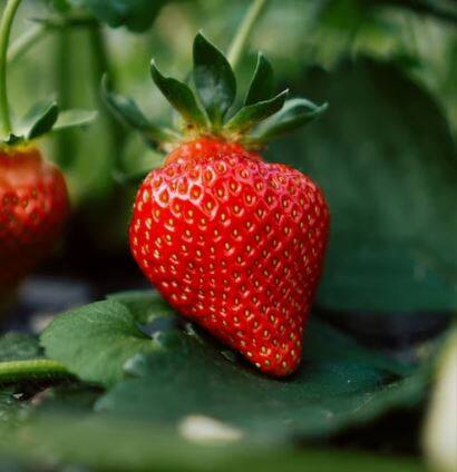 थंडीच्या दिवसात तुम्ही स्ट्रॉबेरीची लागवड  (Strawberry Farming) करुन चांगले उत्पादन घेऊन शकता. थंडीच्या दिवसात स्ट्रॉबेरीला मोठी मागणी असते.