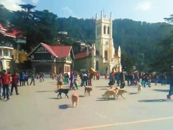 Himachal Pradesh News Shimla Stray dogs bite four people everyday ANN Shimla News: शिमला में हर दिन औसतन चार लोगों को काट रहे आवारा कुत्ते, बच्चों का घर से अकेले निकलना मुश्किल