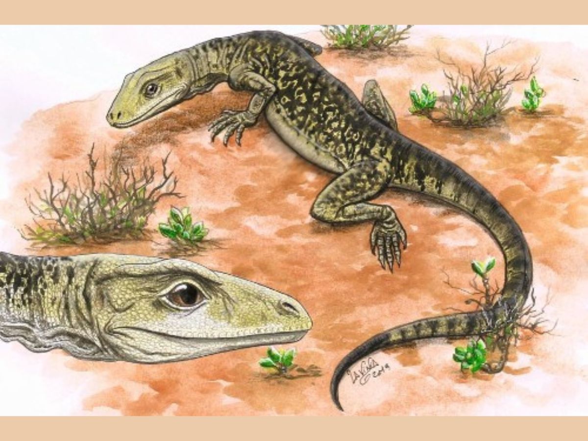 Modern Lizards Came 35 Million Years Earlier Than Believed: Study On Museum  Fossil