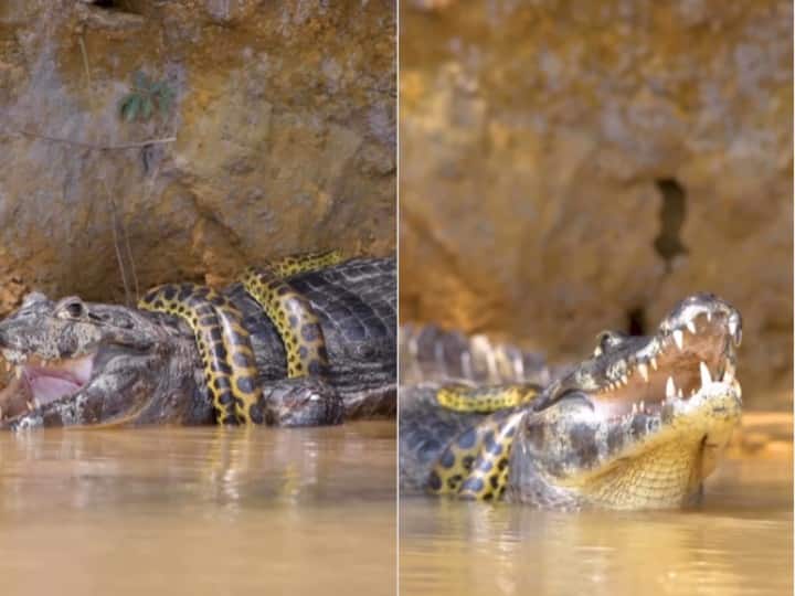 Viral Video Giant Python caught on camera while attacking crocodile in River Viral Video: पानी में अजगर ने मगरमच्छ को ही दबोच लिया, फिर ऐसे जकड़ा आंखें तक बाहर निकल आईं